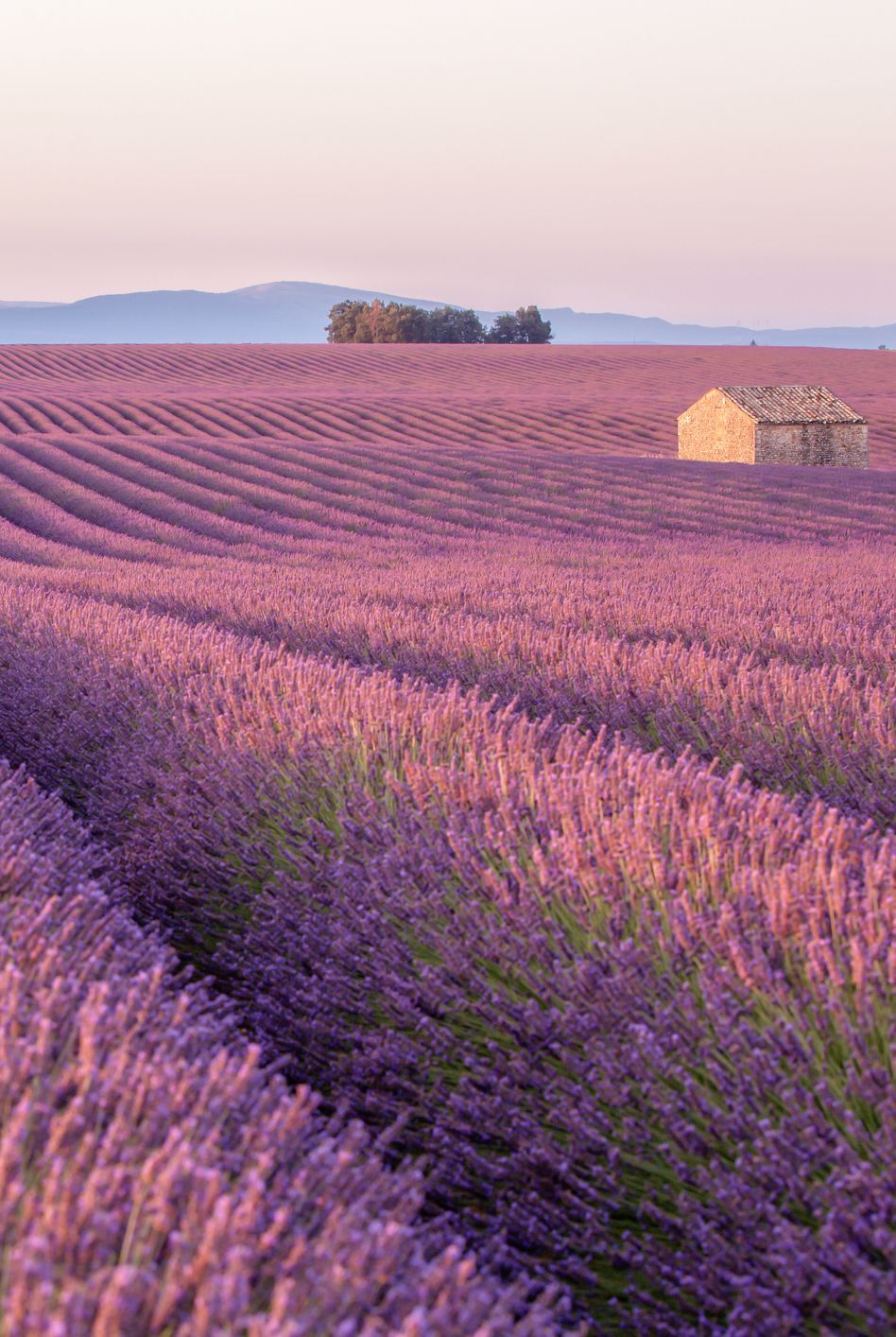 Voyageuse dans un champ de lavande en Provence